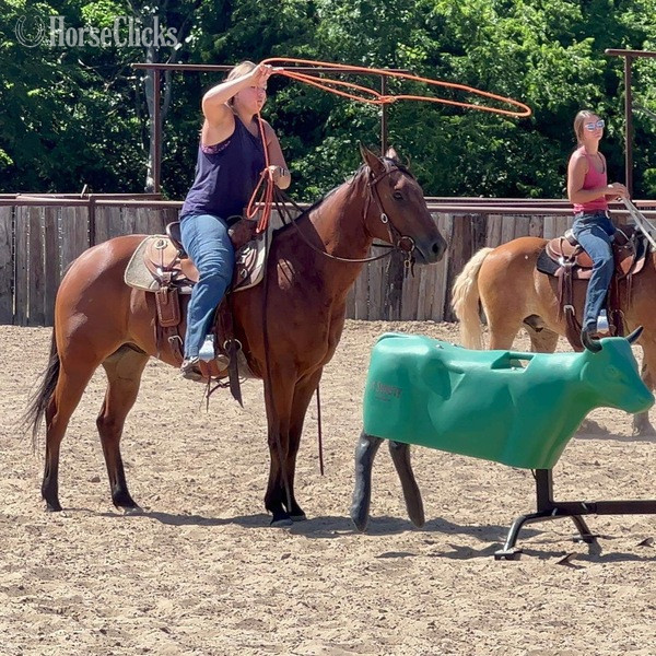 "Laredo" Bay Gelding Quarter Horse - Quarter Horse in Texas
