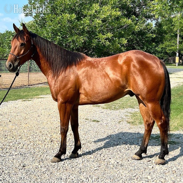 "Laredo" Bay Gelding Quarter Horse - Quarter Horse