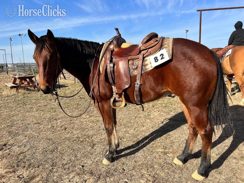 "Laredo" Bay Gelding Quarter Horse Texas