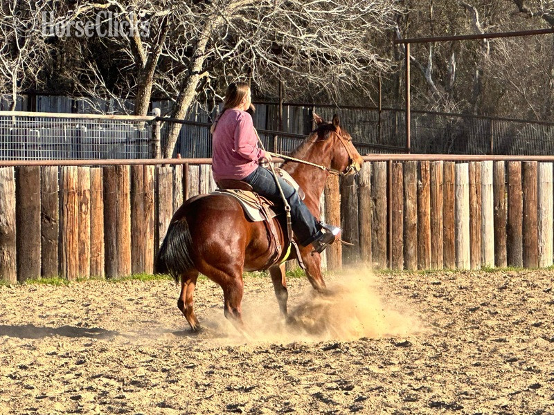 Quarter Horse - "Laredo" Bay Gelding Quarter Horse in Texas