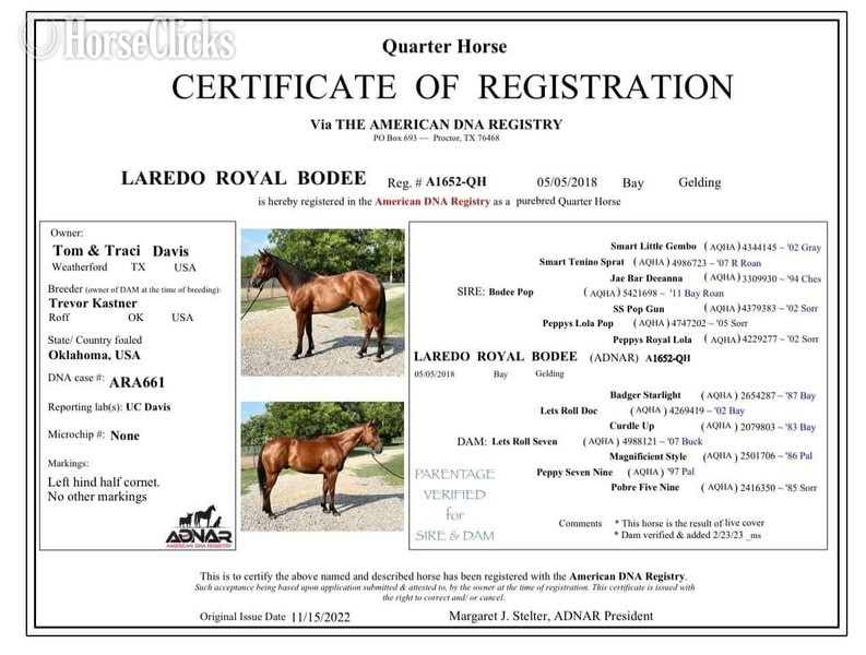 Quarter Horse - "Laredo" Bay Gelding Quarter Horse
