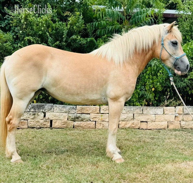 "Pocket" Sorrel Mare Haflinger in Texas