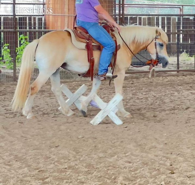 "Pocket" Sorrel Mare Haflinger