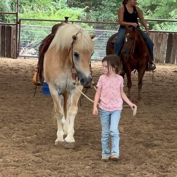 Haflinger - "Pocket" Sorrel Mare Haflinger in Texas