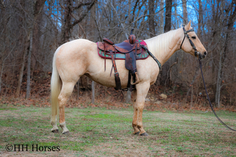 "CC LITTLE LADY" Palomino Mare Quarter Horse