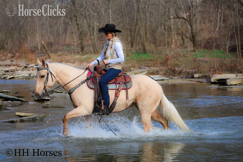 Kentucky "CC LITTLE LADY" Palomino Mare Quarter Horse