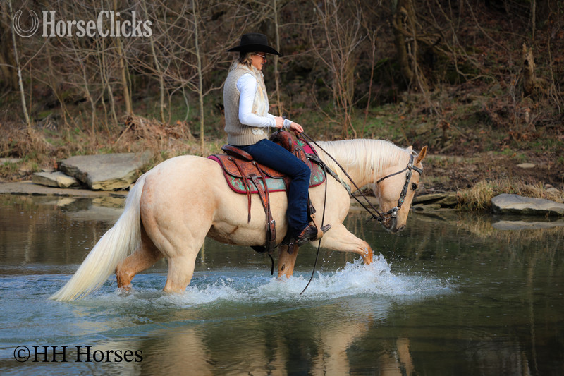"CC LITTLE LADY" Palomino Mare Quarter Horse - Quarter Horse in Kentucky
