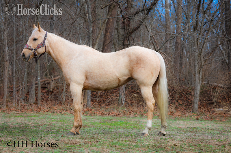 "CC LITTLE LADY" Palomino Mare Quarter Horse - Quarter Horse