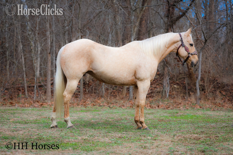 "CC LITTLE LADY" Palomino Mare Quarter Horse Kentucky