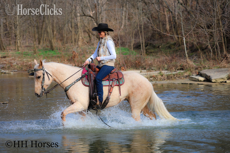 Quarter Horse - "CC LITTLE LADY" Palomino Mare Quarter Horse in Kentucky