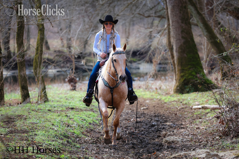 Quarter Horse - "CC LITTLE LADY" Palomino Mare Quarter Horse
