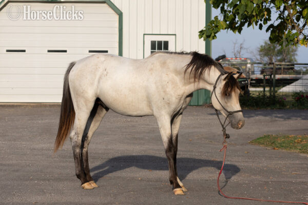 "" Milky Blue Roan Stallion Quarter Horse in Missouri