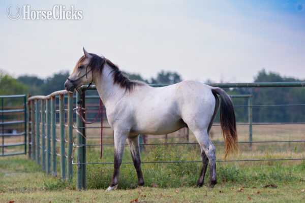 Missouri "" Milky Blue Roan Stallion Quarter Horse