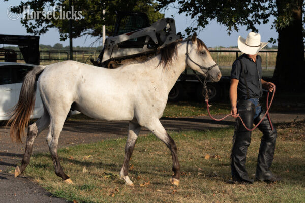 "" Milky Blue Roan Stallion Quarter Horse - Quarter Horse in Missouri