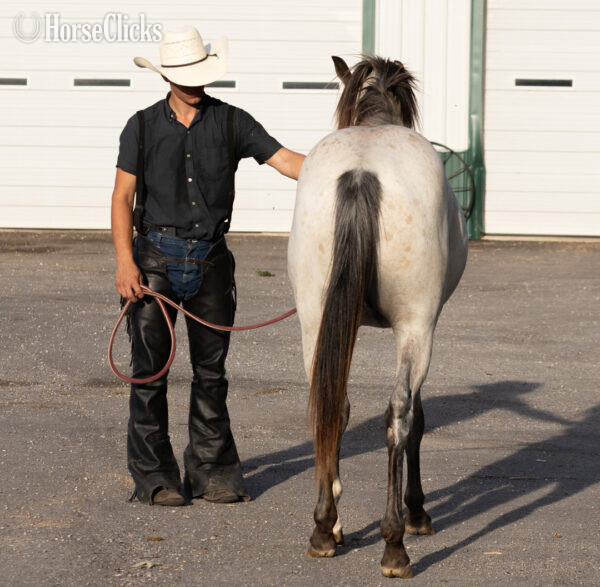"" Milky Blue Roan Stallion Quarter Horse - Quarter Horse