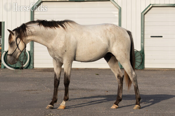 "" Milky Blue Roan Stallion Quarter Horse Missouri