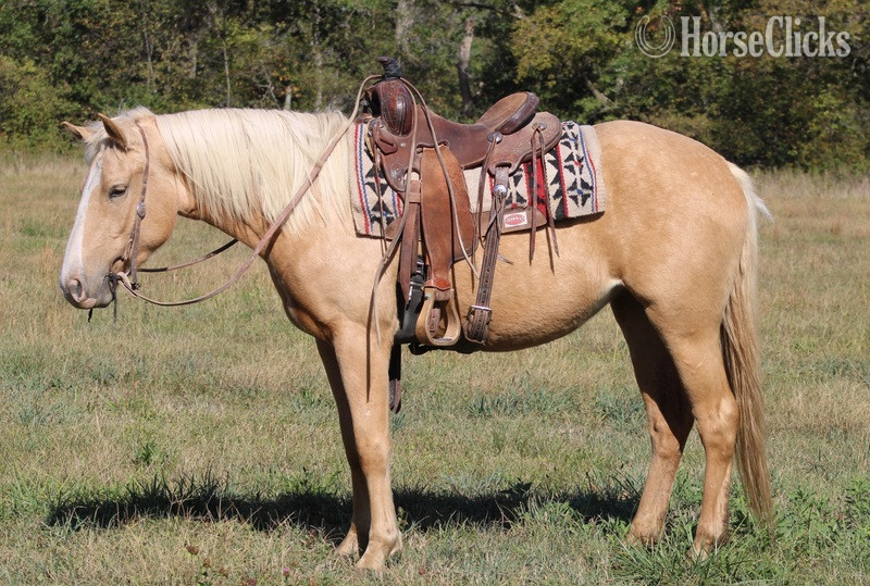 "Goldie" Palomino Filly Draft in Illinois