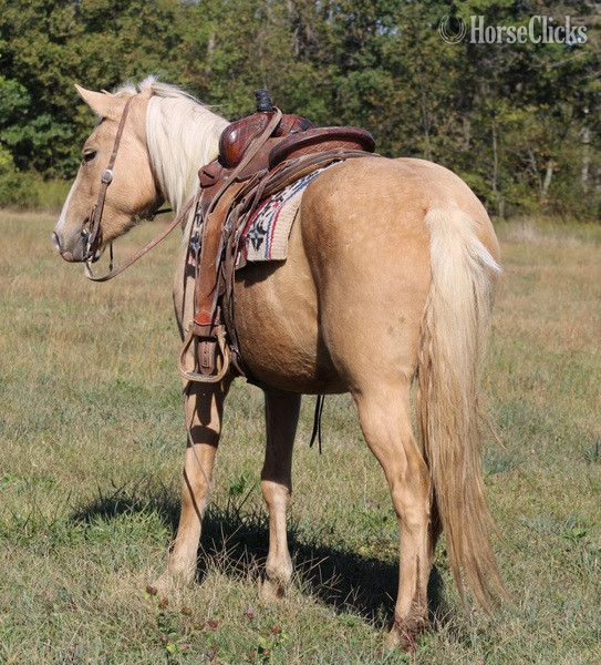 "Goldie" Palomino Filly Draft