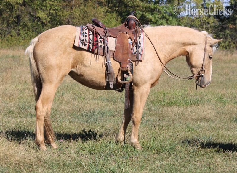 Illinois "Goldie" Palomino Filly Draft