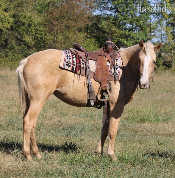 "Goldie" Palomino Filly Draft - Draft in Illinois