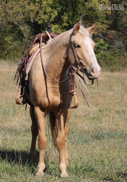 "Goldie" Palomino Filly Draft - Draft