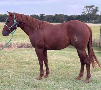 "Dash" Sorrel Gelding Quarter Horse