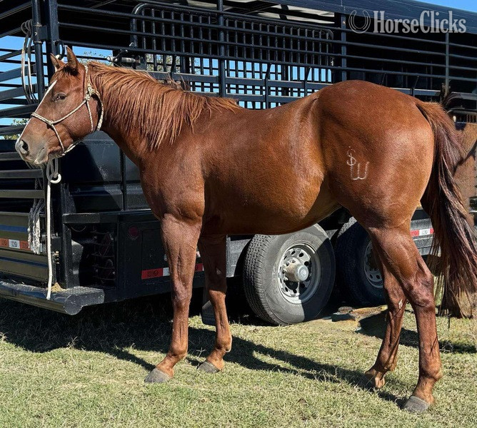 "Dash" Sorrel Gelding Quarter Horse