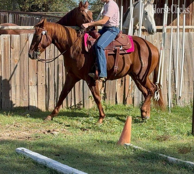 Texas "Dash" Sorrel Gelding Quarter Horse