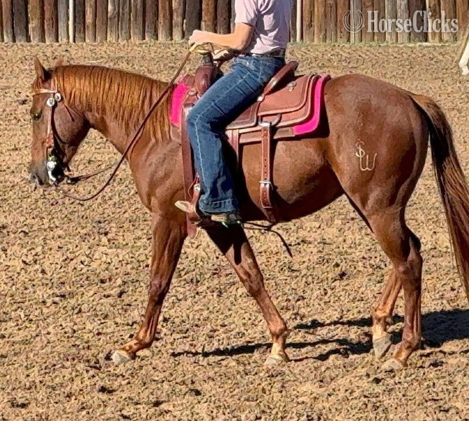 "Dash" Sorrel Gelding Quarter Horse - Quarter Horse in Texas