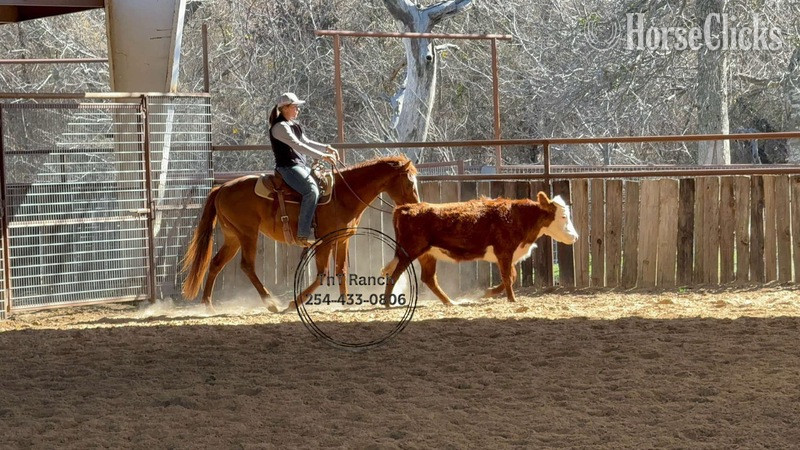 "Dash" Sorrel Gelding Quarter Horse - Quarter Horse