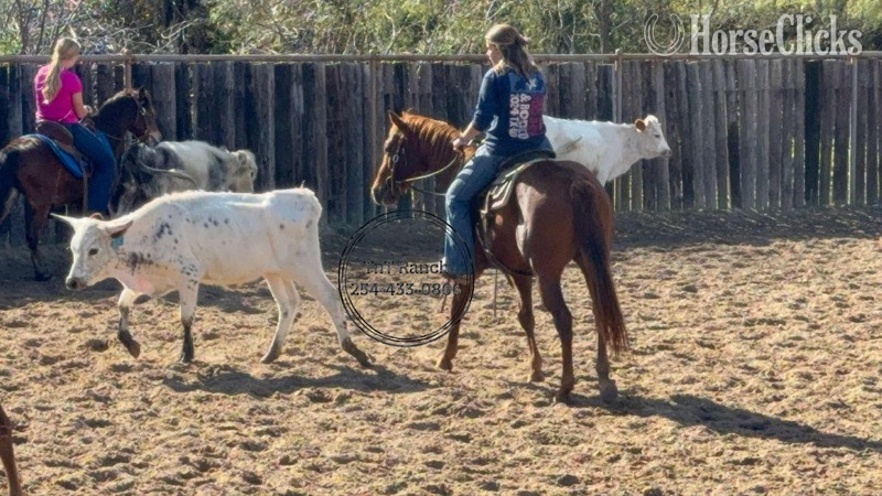 "Dash" Sorrel Gelding Quarter Horse Texas