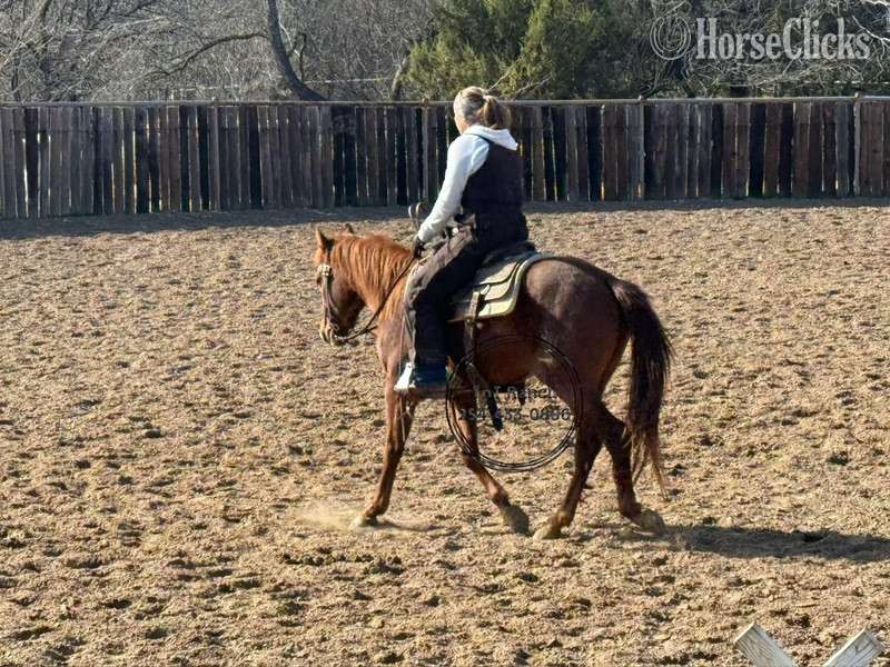 Quarter Horse - "Dash" Sorrel Gelding Quarter Horse in Texas