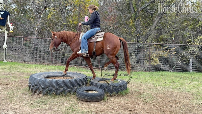 Quarter Horse - "Dash" Sorrel Gelding Quarter Horse