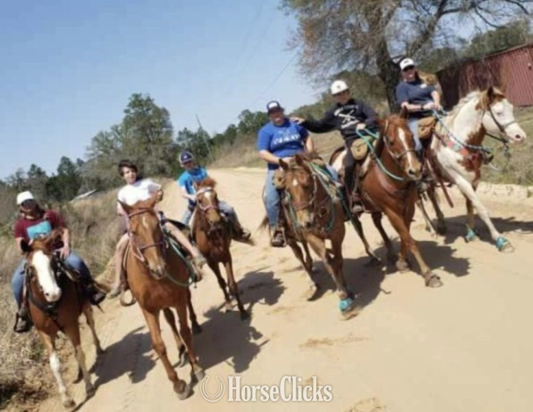"Rio" Sorrel Gelding Paint