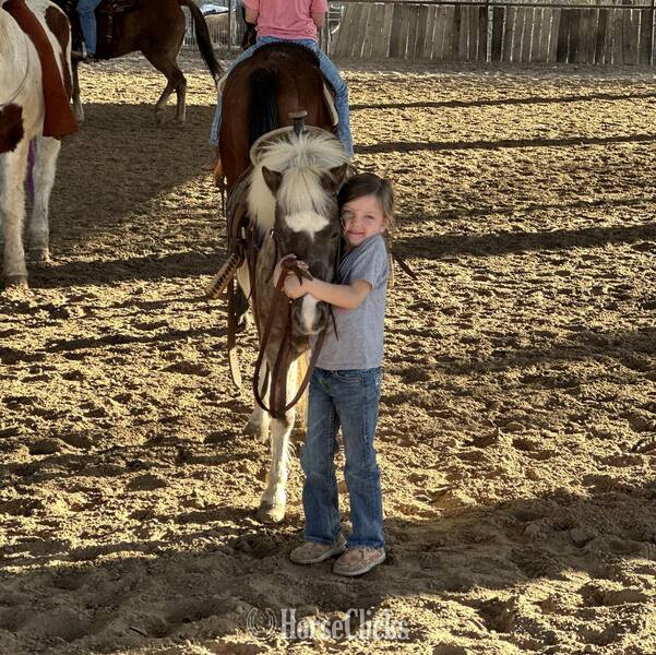 "Cookie" Silver Dapple Mare Pony in Texas