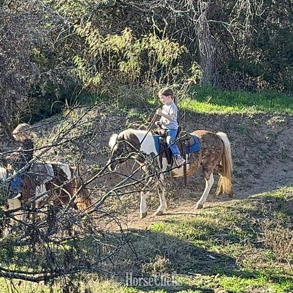 "Cookie" Silver Dapple Mare Pony