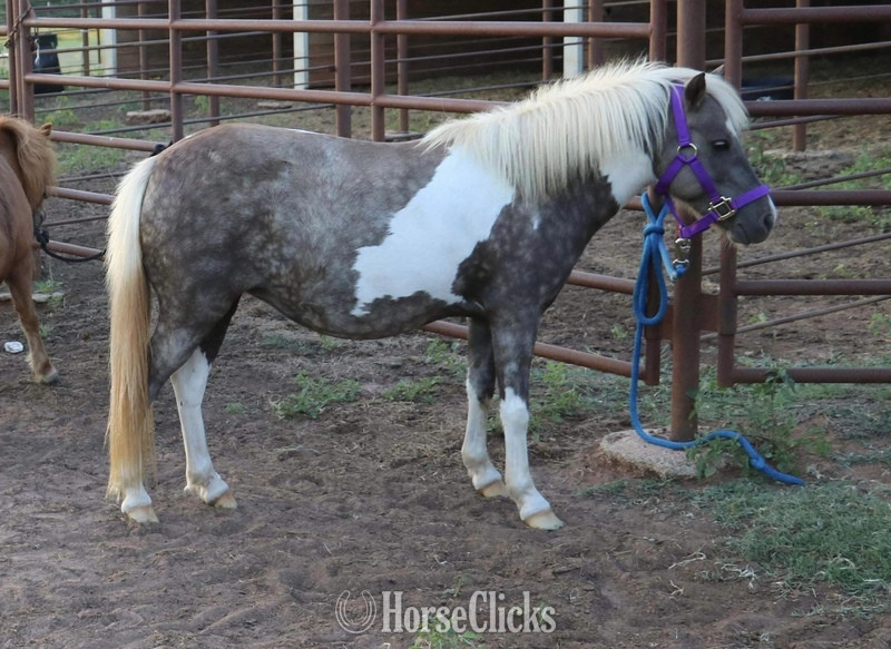 Texas "Cookie" Silver Dapple Mare Pony