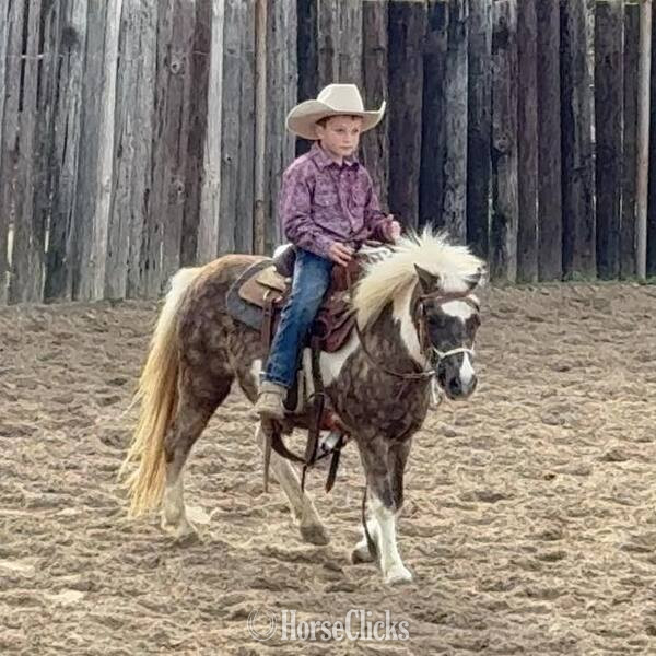 "Cookie" Silver Dapple Mare Pony - Pony in Texas