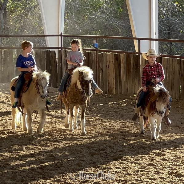 "Cookie" Silver Dapple Mare Pony - Pony
