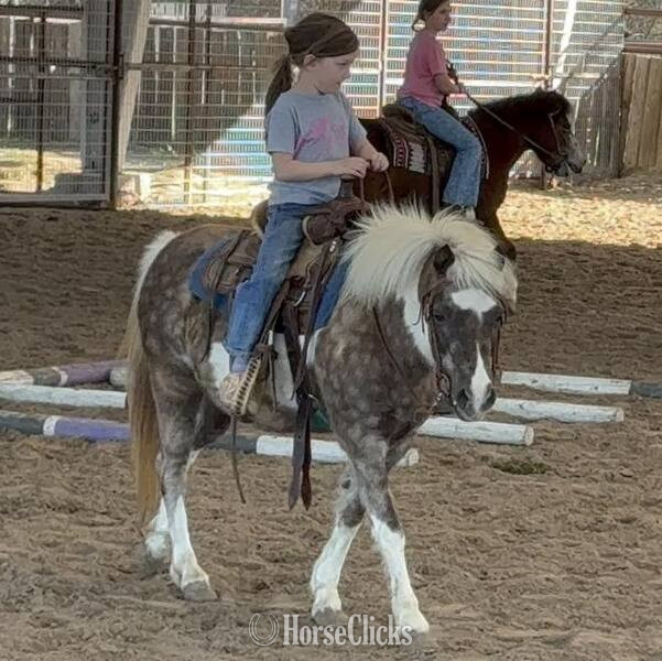 "Cookie" Silver Dapple Mare Pony Texas