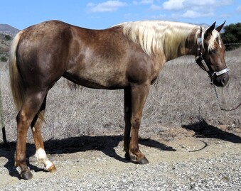 "SHINING VOODOOONLINE" Palomino Filly Quarter Horse