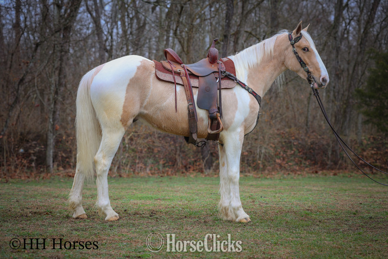 Kentucky "PEACHES AND CREAM " Palomino Gelding Paint