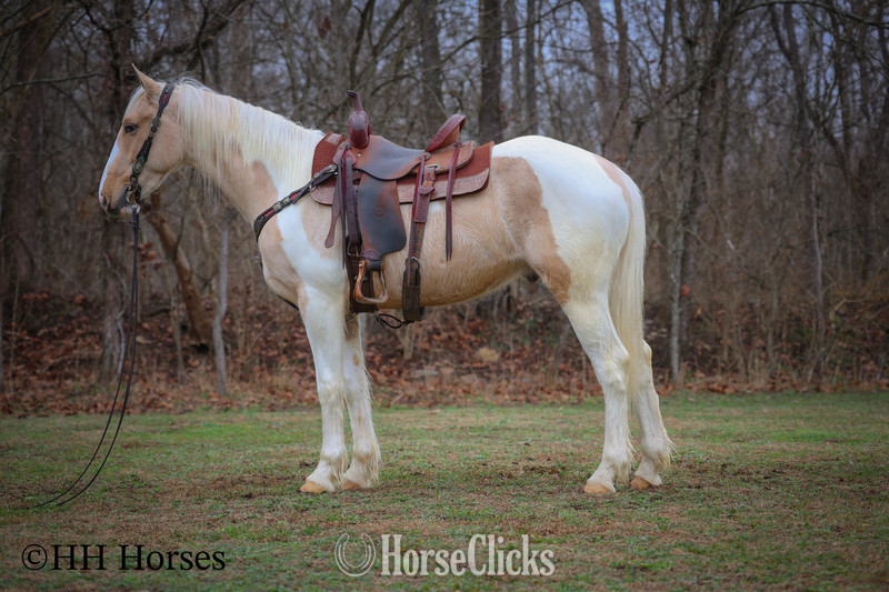 "PEACHES AND CREAM " Palomino Gelding Paint - Paint
