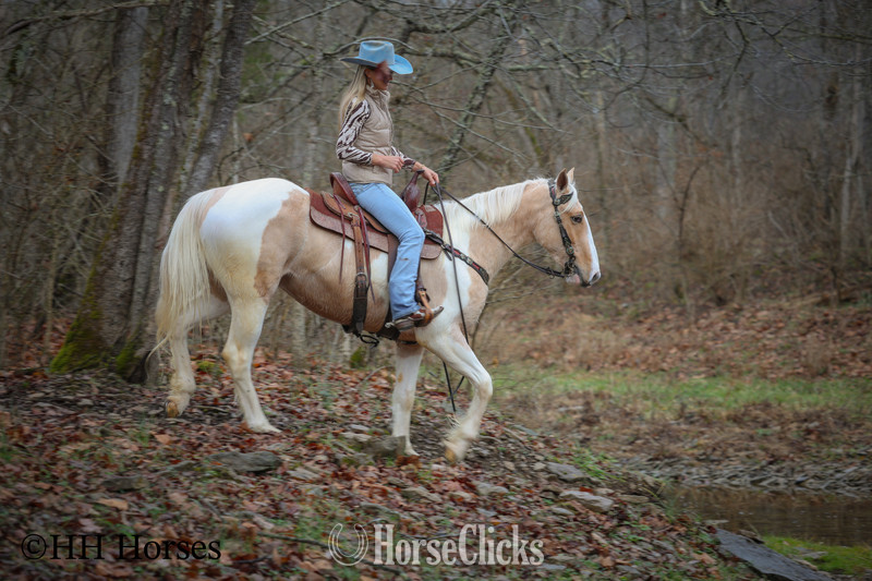 "PEACHES AND CREAM " Palomino Gelding Paint Kentucky