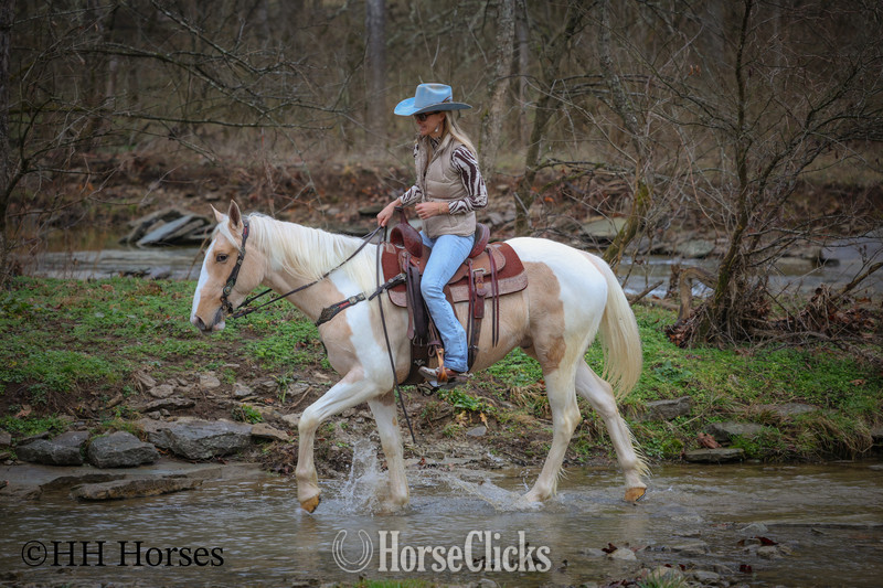 Paint - "PEACHES AND CREAM " Palomino Gelding Paint in Kentucky