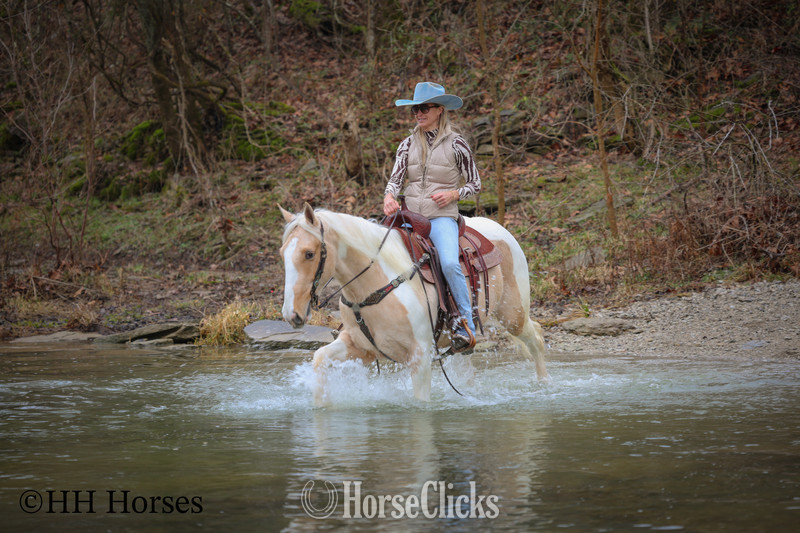 Paint - "PEACHES AND CREAM " Palomino Gelding Paint
