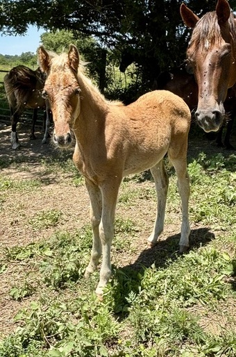 "HRF " Chocolate Colt Kentucky Mountain