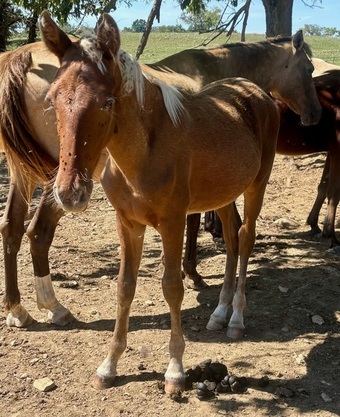 "HRF Hank" Chocolate Colt Kentucky Mountain