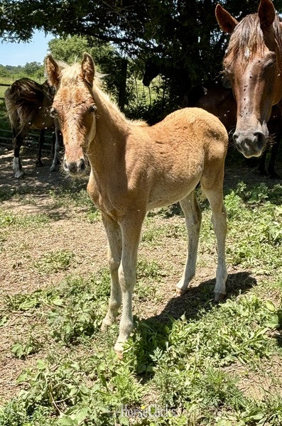 "HRF Hank" Chocolate Colt Kentucky Mountain in Kentucky