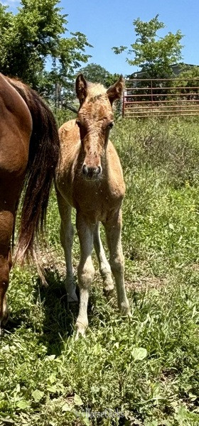 "HRF Hank" Chocolate Colt Kentucky Mountain - Kentucky Mountain in Kentucky